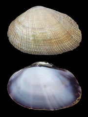 Asaphis violascens