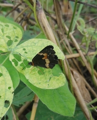 Chlosyne lacinia adjutrix