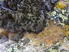Umbilicaria cylindrica
