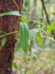 Billardiera scandens