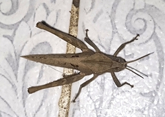 Xyleus discoideus angulatus