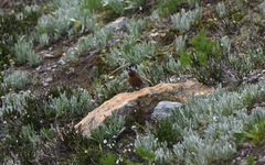 Leucosticte tephrocotis