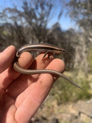 Acritoscincus platynotus