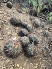 Ferocactus viridescens