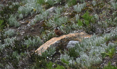 Leucosticte tephrocotis