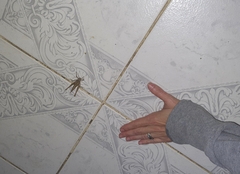 Xyleus discoideus angulatus