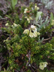 Phyllodoce glanduliflora