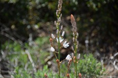 Asphodelus cerasiferus