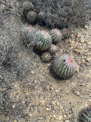 Ferocactus viridescens