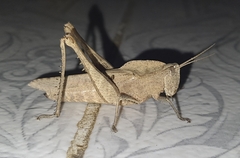 Xyleus discoideus angulatus