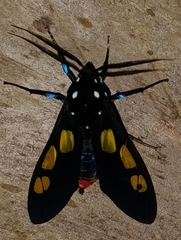 Procalypta subcyanea