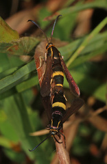 Carmenta pyralidiformis