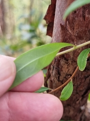 Billardiera scandens