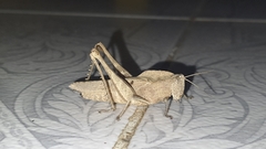 Xyleus discoideus angulatus