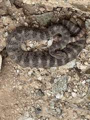 Crotalus tigris