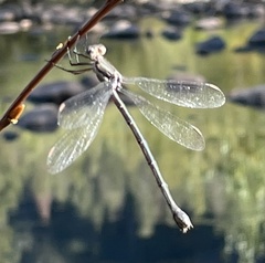 Archilestes californicus