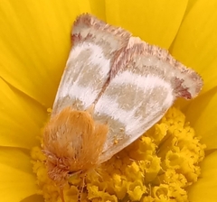 Schinia miniana
