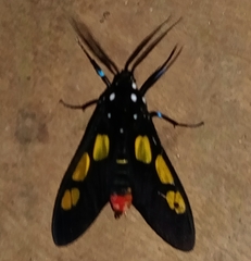 Procalypta subcyanea