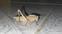 Xyleus discoideus angulatus