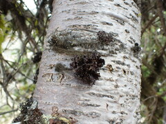 Tuckermanopsis platyphylla