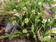 Cherleria biflora