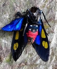 Procalypta subcyanea