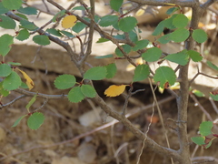 Amelanchier utahensis