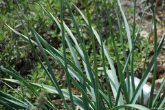 Asphodelus cerasiferus