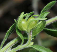 Menodora tehuacana