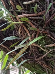 Microgramma squamulosa