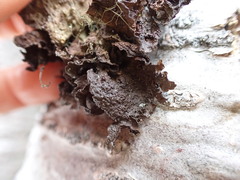 Tuckermanopsis platyphylla