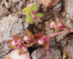 Euphorbia indivisa