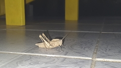 Xyleus discoideus angulatus