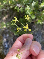 Bupleurum rigidum