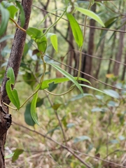 Billardiera scandens