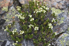 Phyllodoce glanduliflora