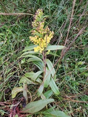 Solidago uliginosa