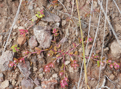 Euphorbia indivisa