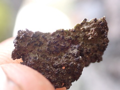 Tuckermanopsis platyphylla