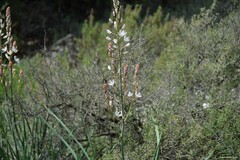 Asphodelus cerasiferus