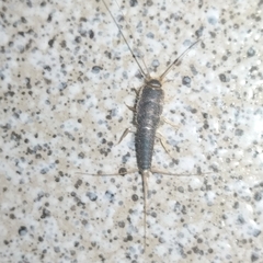 Ctenolepisma longicaudatum