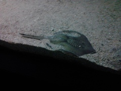 Urotrygon venezuelae