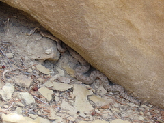 Crotalus oreganus concolor