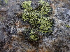 Rhizocarpon