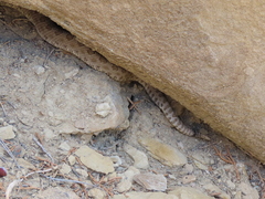 Crotalus oreganus concolor