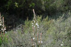 Asphodelus cerasiferus