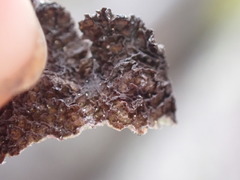 Tuckermanopsis platyphylla