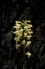 Platanthera pallida