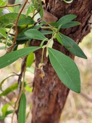 Billardiera scandens