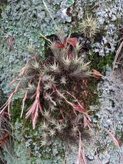Tillandsia tricholepis